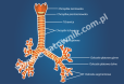 Grafika dydaktyczna - Tchawica